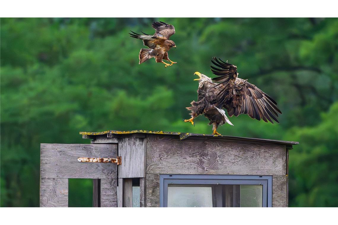 Bilder des Tages Ein Mäusebussard (l) versucht einen viel größeren Seeadler von seinem Platz auf dem Dach einer Jagdeinrichtung für die Ansitzjagd in Mallnow zu vertreiben.