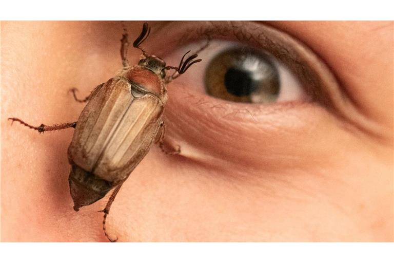 Ein Maikäfer krabbelt in Mörfelden im Gesicht eines jungen Mannes.