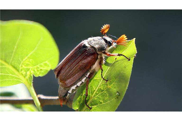 Ein Maikäfer krabbelt über einen Zweig eines Fliederbusches (Archivfoto).