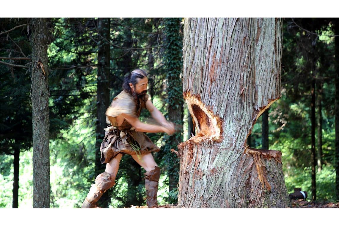 Steinzeit-Kanu bewältigt tückische Meeresströmung Ein Mann fällt einen Baum für den Nachbau eines steinzeitlichen Kanus.