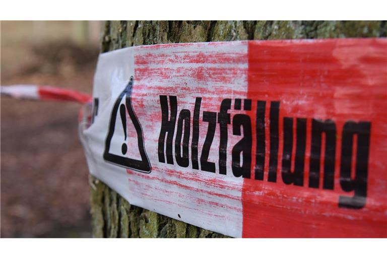 Ein Mann ist beim Fällen eines Baumes in Waldburg  am Kopf getroffen. (Symbolbild)