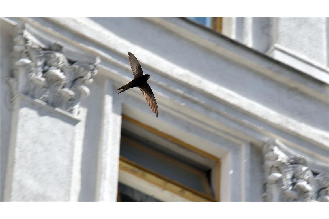 Wenn die Zugvögel zurückkehren Ein Mauersegler fliegt vor einem Haus. (Archivbild)
