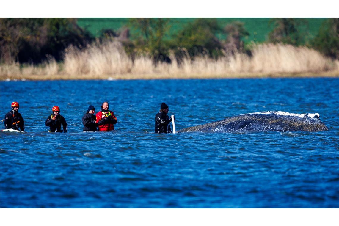 Ein mehrköpfiges Team war direkt beim Wal im Einsatz.