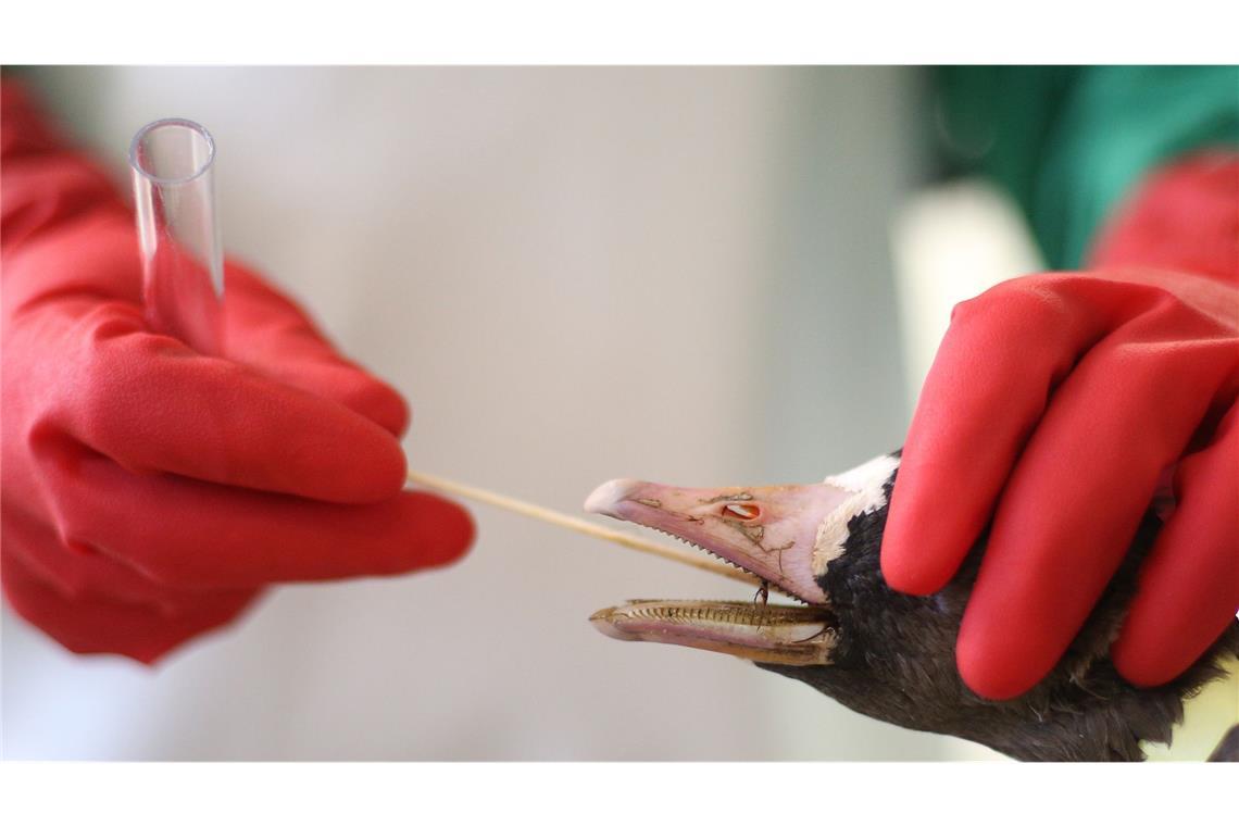 Erstmals Mensch nach Vogelgrippe-Infektion gestorben Ein Mitarbeiter des Chemischen und Veterinäruntersuchungsamts Rhein-Ruhr-Wupper (CVUA-RRW) entnimmt einer Gans mit Verdacht auf Vogelgrippe eine Probe. (Archivbild)