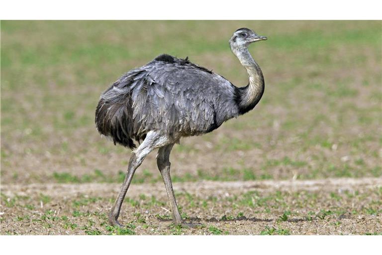 Ein Nandu-Weibchen ist nach Angaben der Polizei aus einem Freigehege im Kreis Emmendingen gestohlen worden (Symbolfoto).