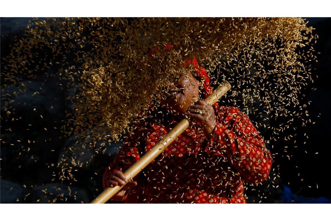 Ein nepalesischer Bauer sortiert die Reiskörner während der Erntezeit am Rande von Bhaktapur, Nepal.