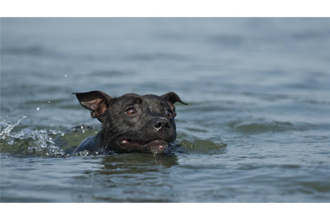 Ein panischer Hund wollte sich ans Ufer retten und drückte dabei seine Besitzerin unter Wasser. (Symolbild)