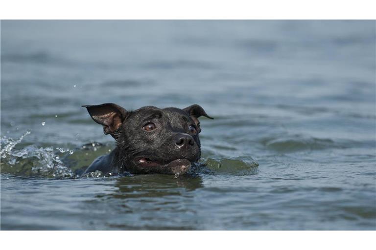 Ein panischer Hund wollte sich ans Ufer retten und drückte dabei seine Besitzerin unter Wasser. (Symolbild)