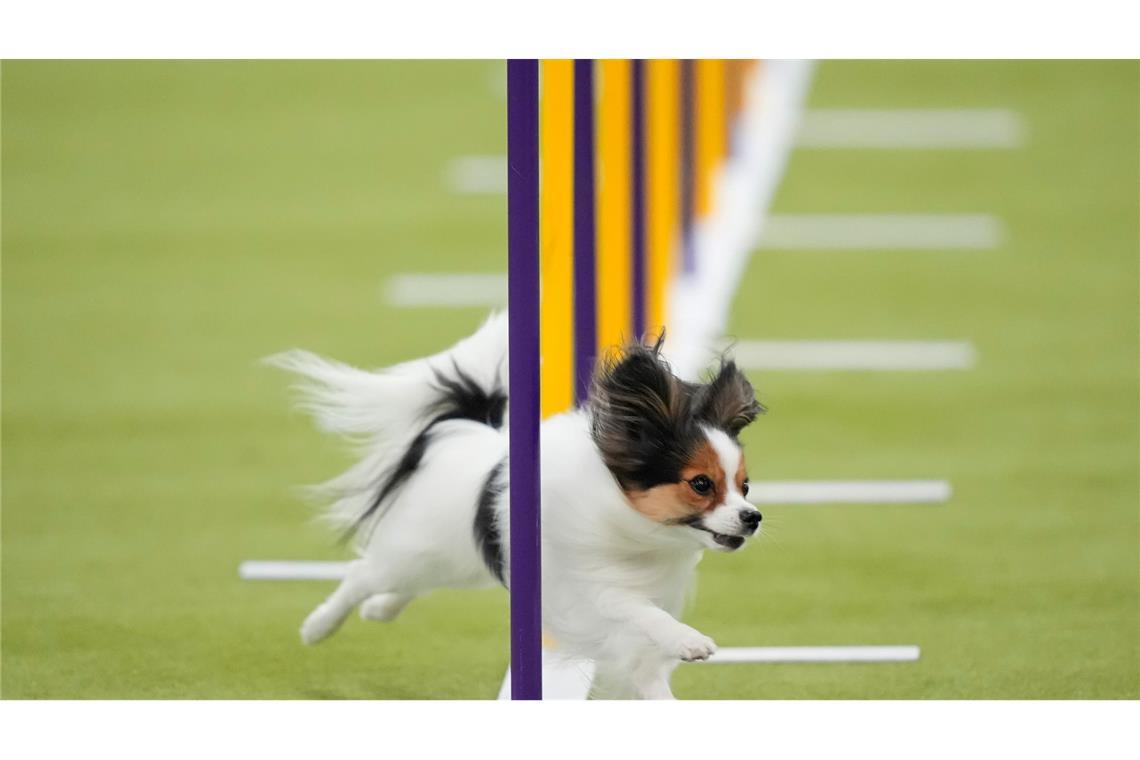Ein Papillon-Hund nimmt an den Masters Agility Championship Finals auf der 150. Westminster Kennel Club Dog Show in New York teil.