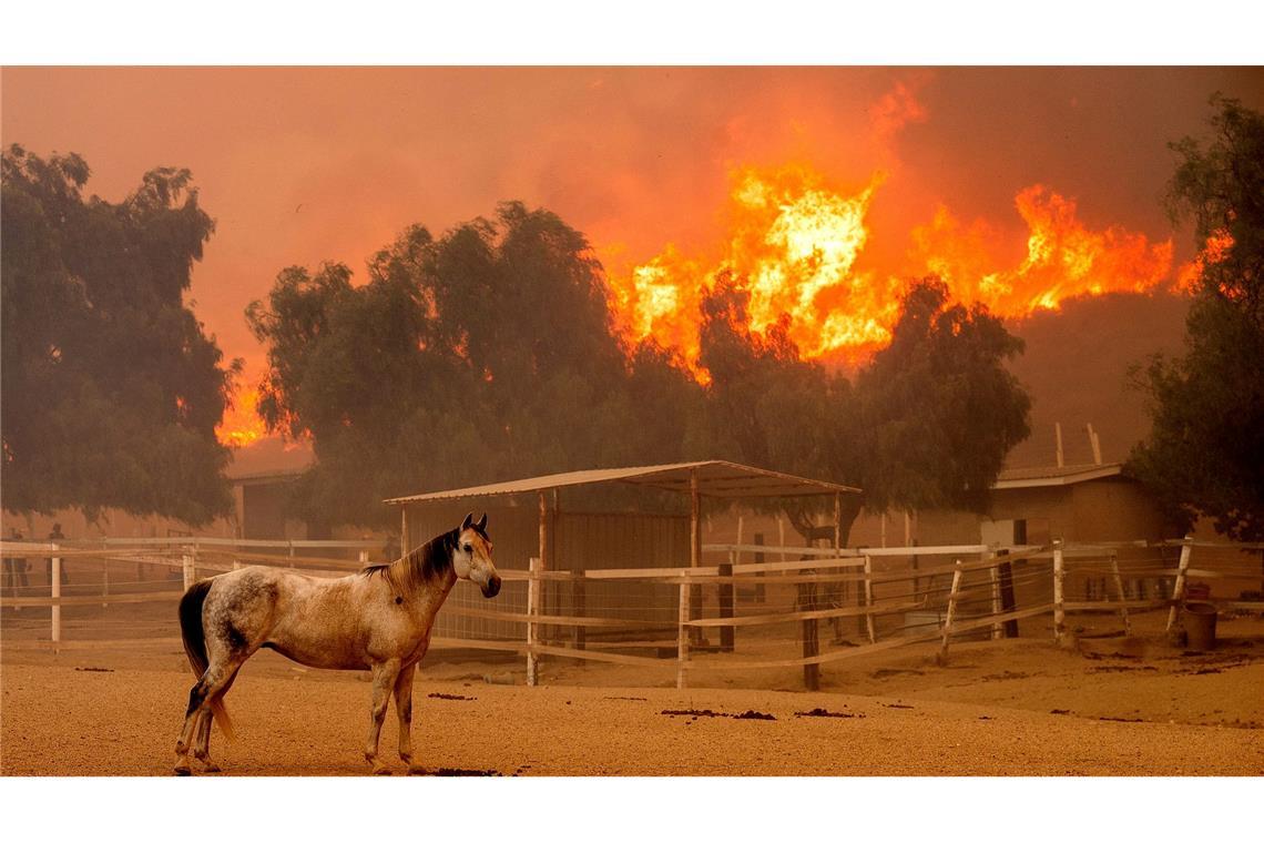 Bilder des Tages Ein Pferd steht in einem Gehege auf der Swanhill-Farm in Kalifornien, während das "Mountain Fire" im Hintergrund wütet.