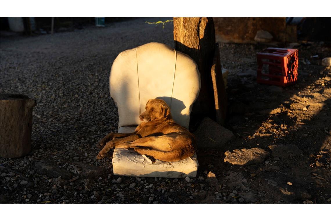 Bilder des Tages Ein Platz in der Sonne.