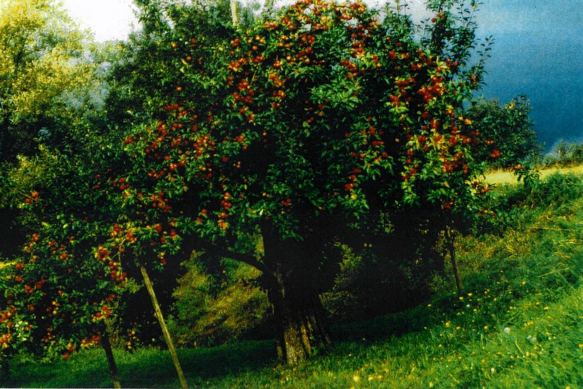 Ein prall gefüllter Apfelbaum, in der Festschrift überschrieben mit dem Titel „Erntesegen im Streuobstbau“. Heute wird Letzterer von der Landesregierung auch finanziell unterstützt.