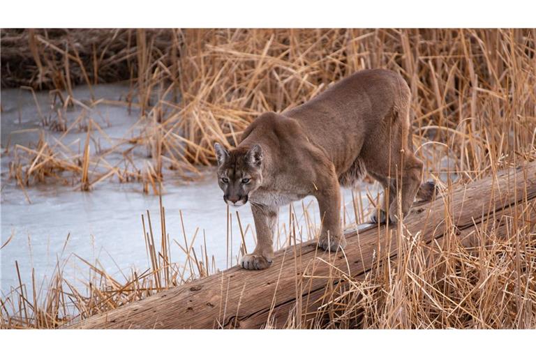Ein Puma soll eine Frau in Colorado angegriffen und tödlich verletzt haben. (Symbolbild)