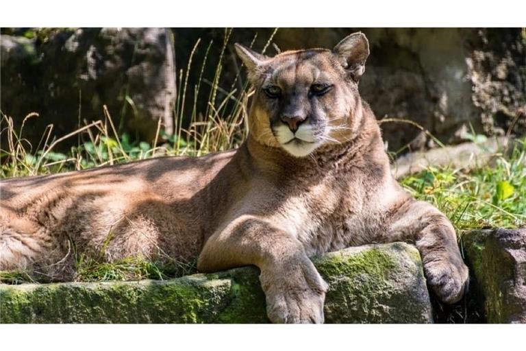 Ein Puma soll sich in der Nähe des Münchner Flughafens herumtreiben. (Symbolbild)