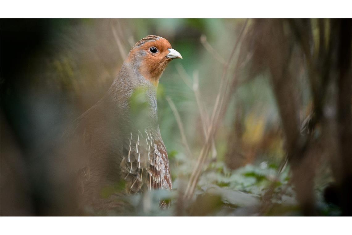 Ein Rebhuhn sitzt in einem Gehege des Zoologischen Gartens Wilhelma