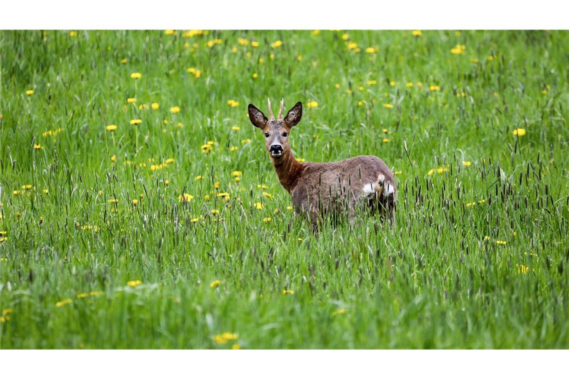 Ein Rehbock hatte sich verirrt. (Symbolbild)