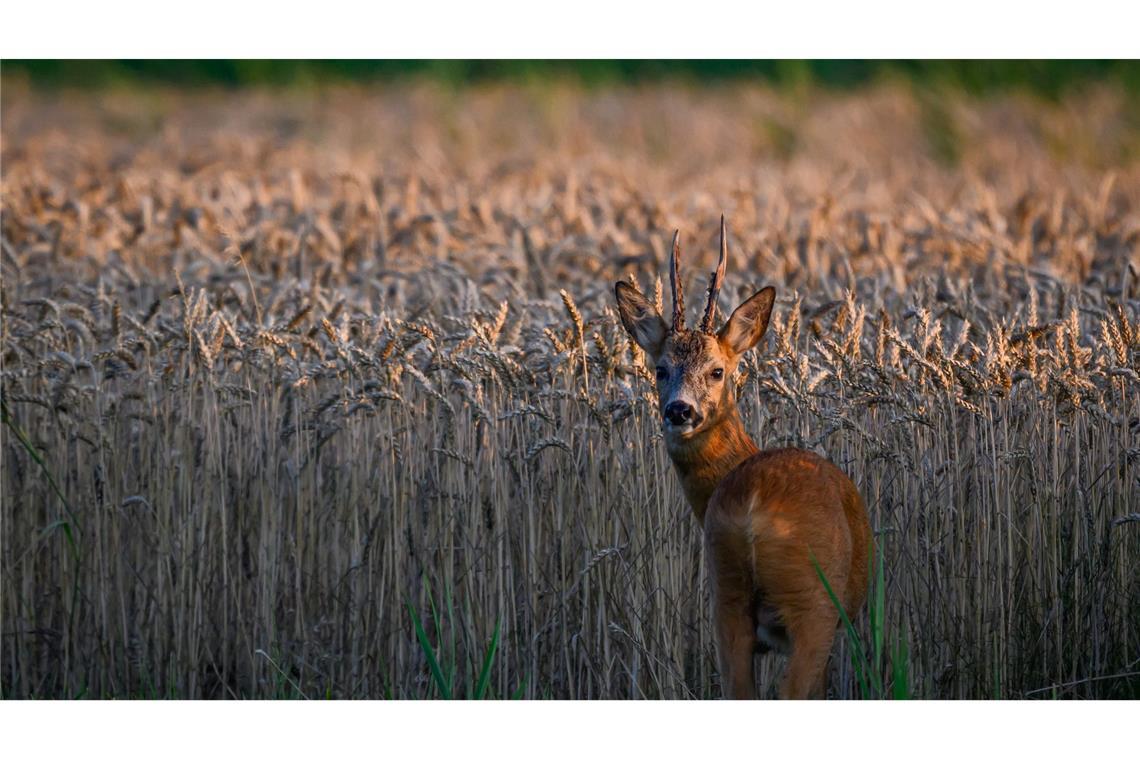Bilder des Tages Ein Rehbock steht im letzten Tageslicht an einem Getreidefeld im Oderbruch im östlichen Brandenburg.