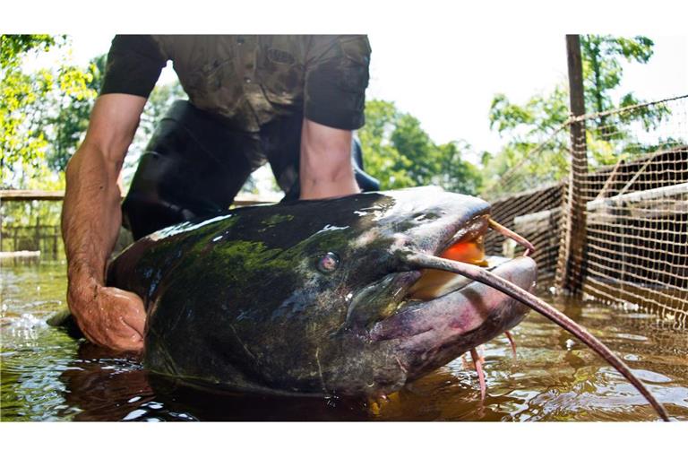 Ein Riesen-Fisch hat in Bayern die Polizei auf den Plan gerufen (Symbolbild).