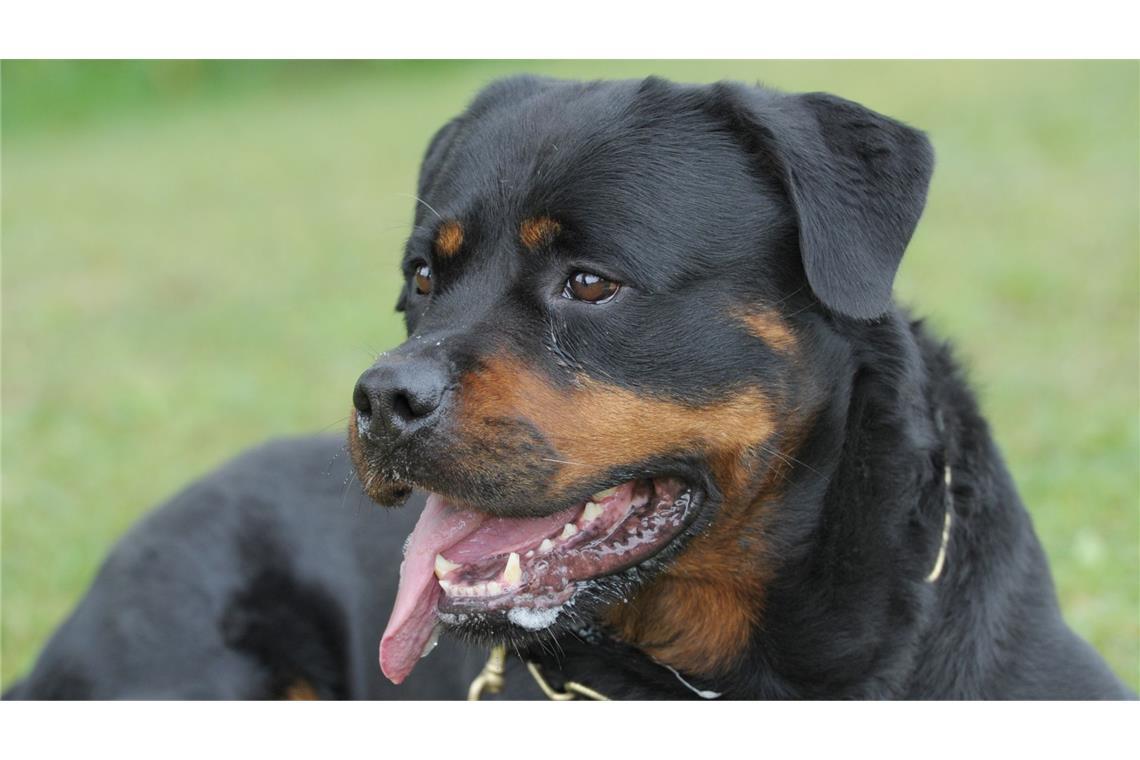 Ein Rottweiler hat in Frankreich ein Kind totgebissen. (Symbolbild)