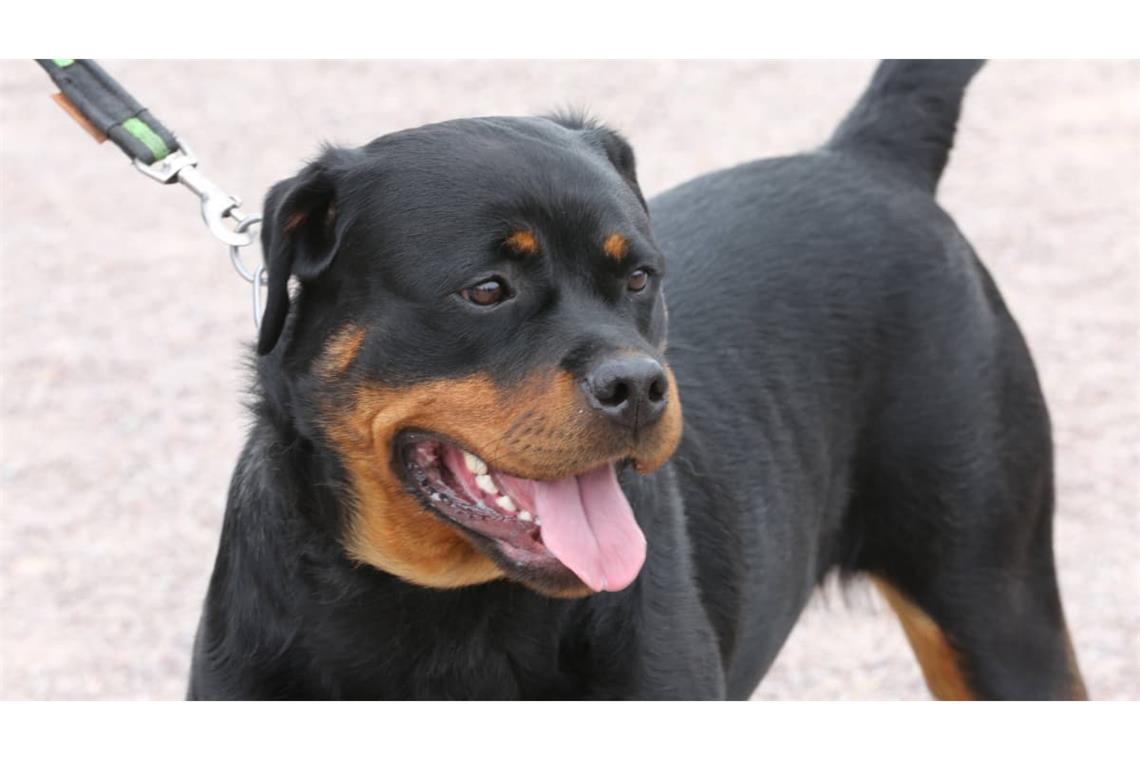 Ein Rottweiler hat sich in Balingen von seiner&nbsp;Halterin losgerissen. (Symbolbild)