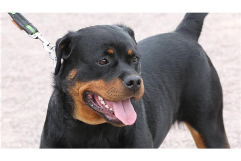 Ein Rottweiler hat sich in Balingen von seiner&nbsp;Halterin losgerissen. (Symbolbild)