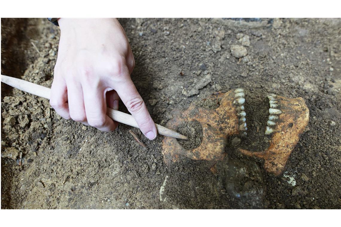 21 fossile Schädel bewusst falsch datiert Ein Schädel wird von einer Archäologin an der Ausgrabungsstätte in Deutschland freigelegt (Symbolbild).