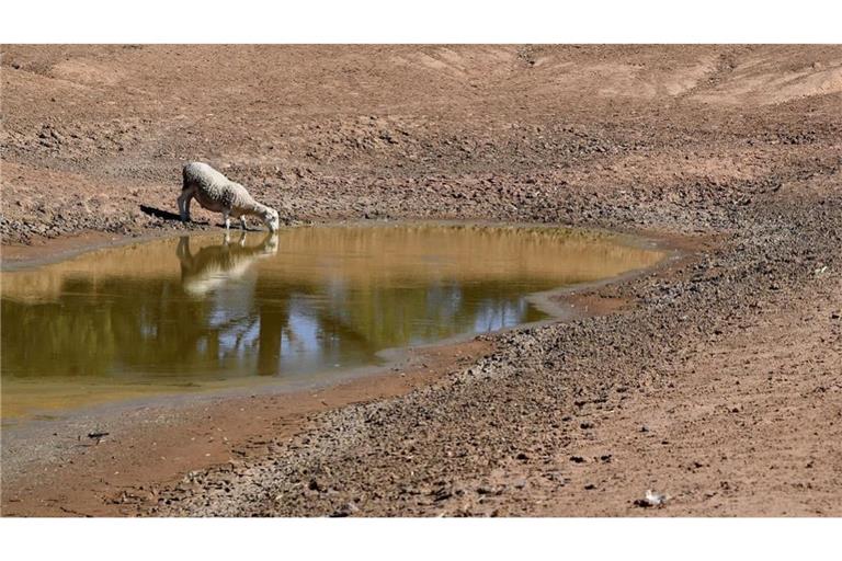 Ein Schaf trinkt aus einer fast ausgetrockneten Wasserstelle.