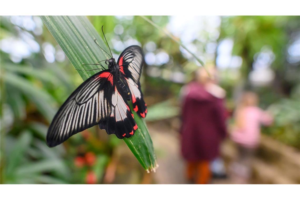 Ein Scharlachroter Ritter sitzt im Schmetterlingshaus vom Elbauenpark in Magdeburg auf einem Blatt einer Tropenpflanze.