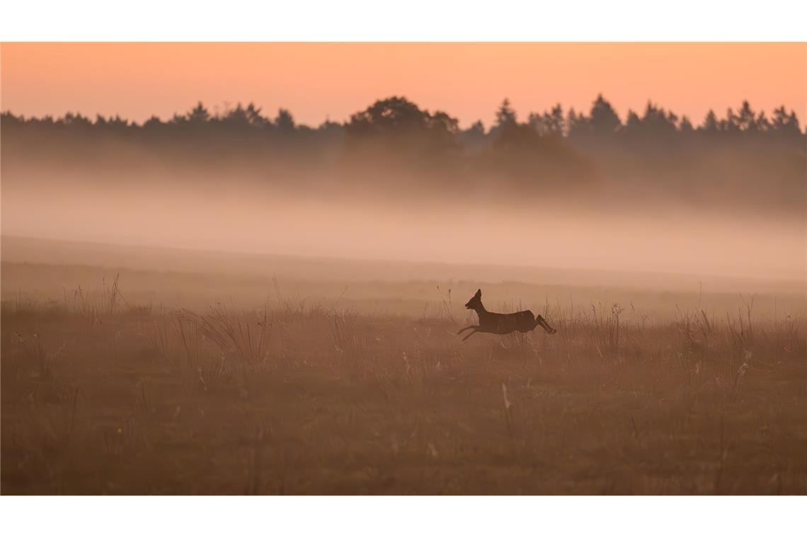 Bilder des Tages Ein scheues Reh springt im Nebel in der Morgendämmerung über eine Wiese in Brandenburg.