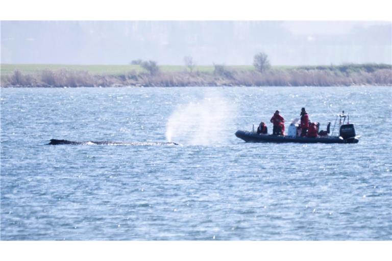 Ein Schlauchboot der Polizei nähert sich dem gestrandeten Wal. Seit rund einer Woche liegt der Wal an derselben Stelle vor Poel.