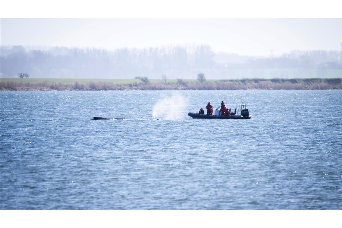 Ein Schlauchboot der Polizei nähert sich dem gestrandeten Wal.