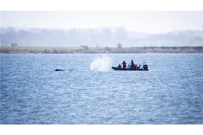 Ein Schlauchboot der Polizei nähert sich dem gestrandeten Wal.