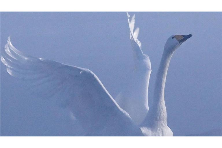 Ein Schwan ist auf der Autobahn 7 im Kreis Neu-Ulm gelandet (Symbolfoto).