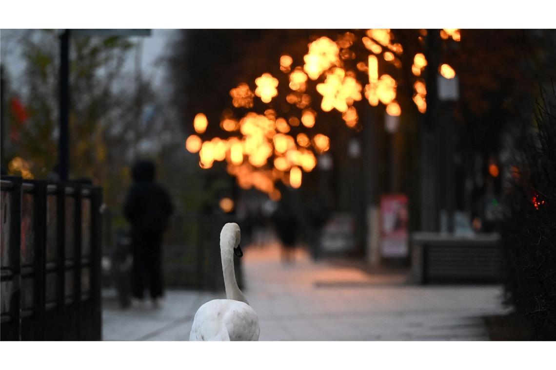 Bilder des Tages Ein Schwan spaziert über den weihnachtlich geschmückten Gehweg der Binnenalster.