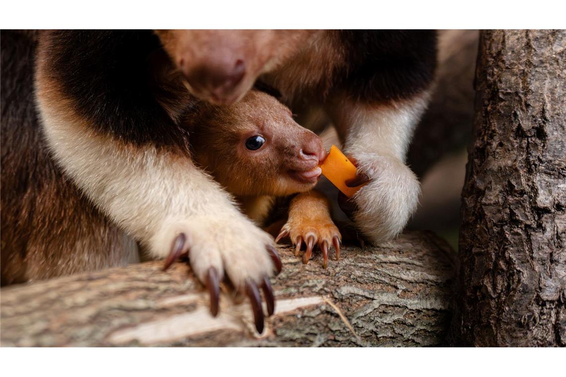Ein seltenes Baumkänguru-Baby macht gerade seine ersten Erfahrungen mit der Außenwelt.
