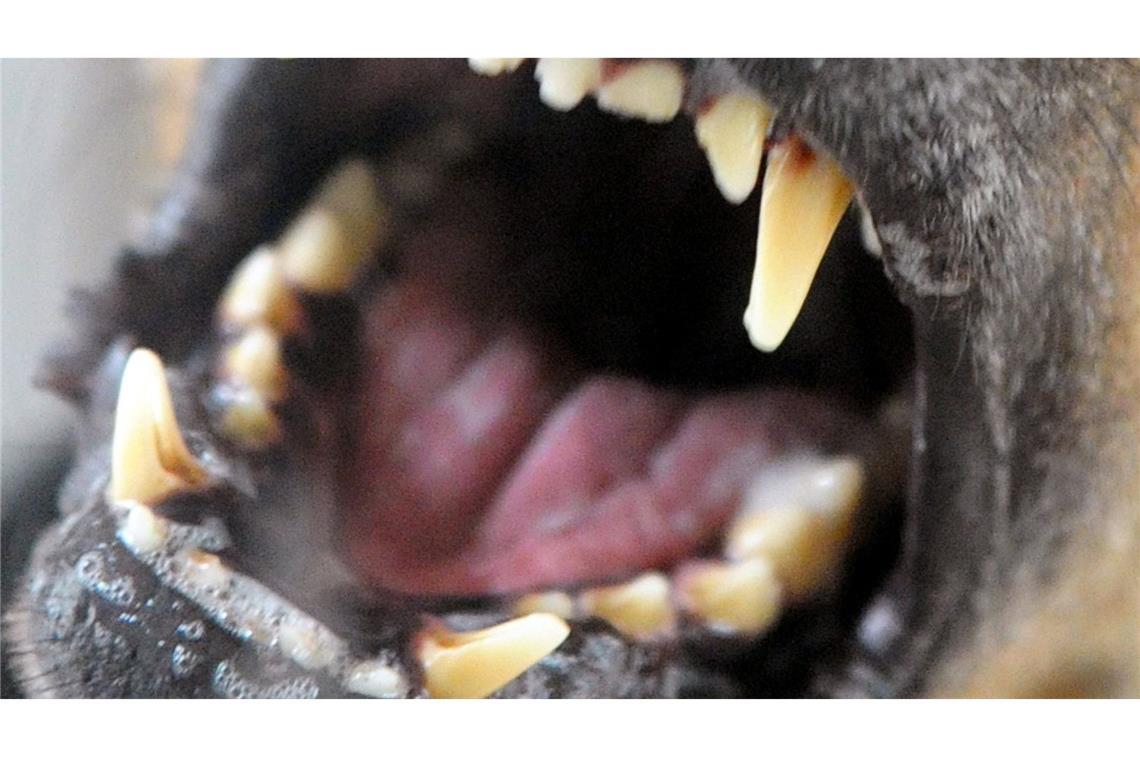 Hund beißt Jungen - Polizei sucht Halterin Ein Siebenjähriger ist in Weinheim im Rhein-Neckar-Kreis von einem kleinen Hund gebissen und verletzt worden (Symbolfoto).