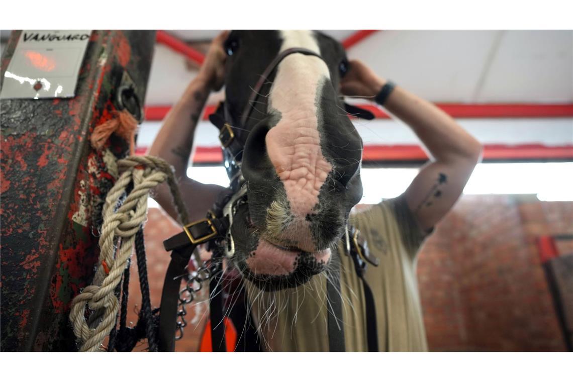 Ein Soldat des Household Cavalry Mounted Regiment zäumt sein Pferd bei den Vorbereitungen für den Kutschenzug in der Combermere Barracks in Windsor vor dem Staatsbesuch von US-Präsident Donald Trump.