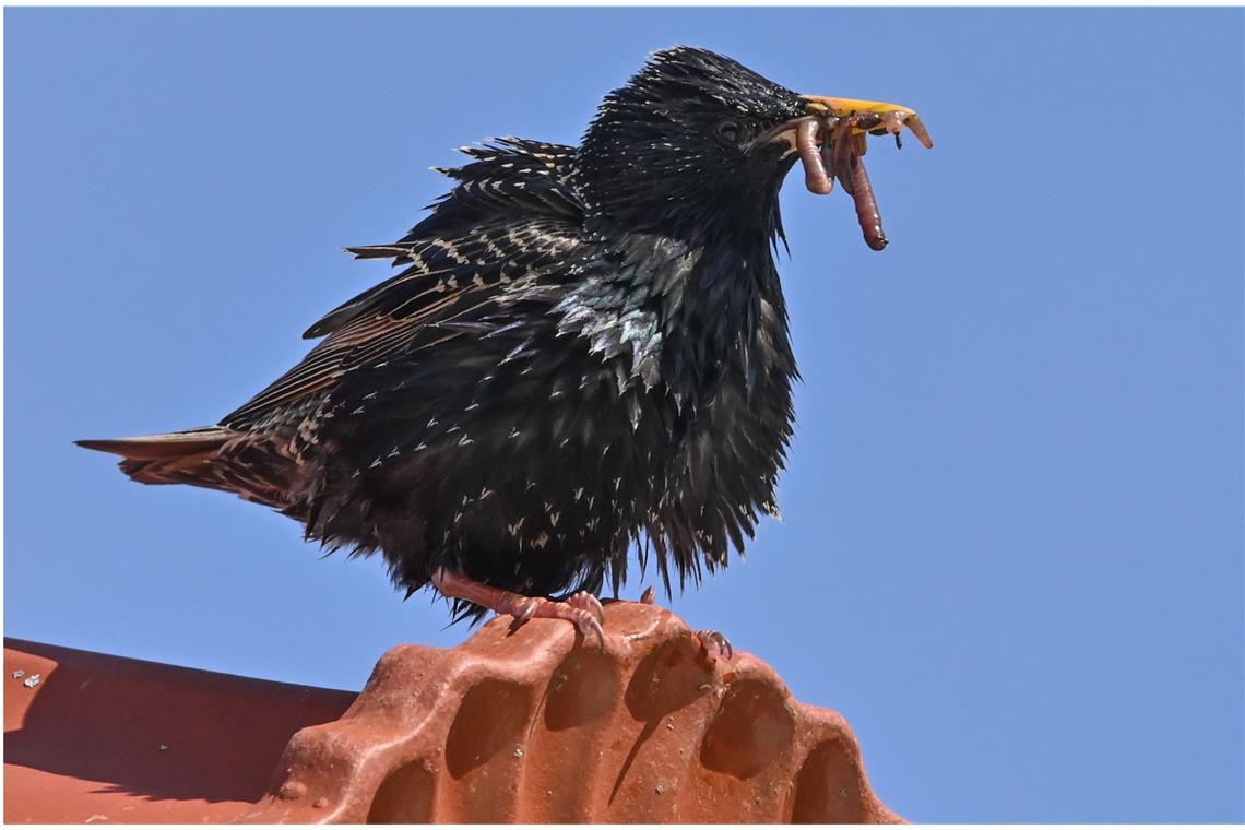 Warum zwitschern Vögel? Ein Star steht im brandenburgischen Sieversdorf mit Regenwürmern im Schnabel auf einem Hausdach.