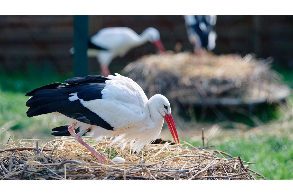 Ein Storch brütet sein Gelege im rheinland-pfälzischen Storchenzentrum der "Aktion PfalzStorch e. V.".