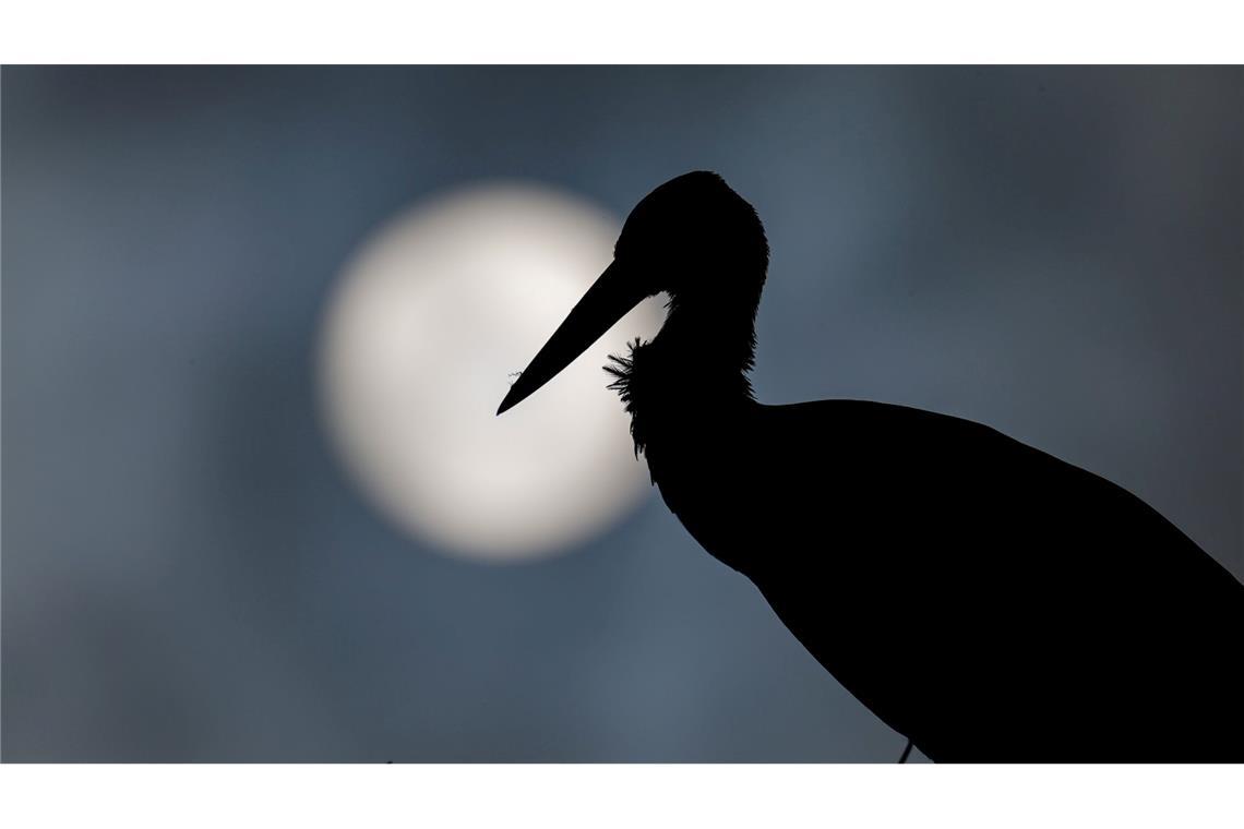 Bilder des Tages Ein Storch steht in seinem Nest, während im Hintergrund die Sonne durch dunkle Wolken scheint.