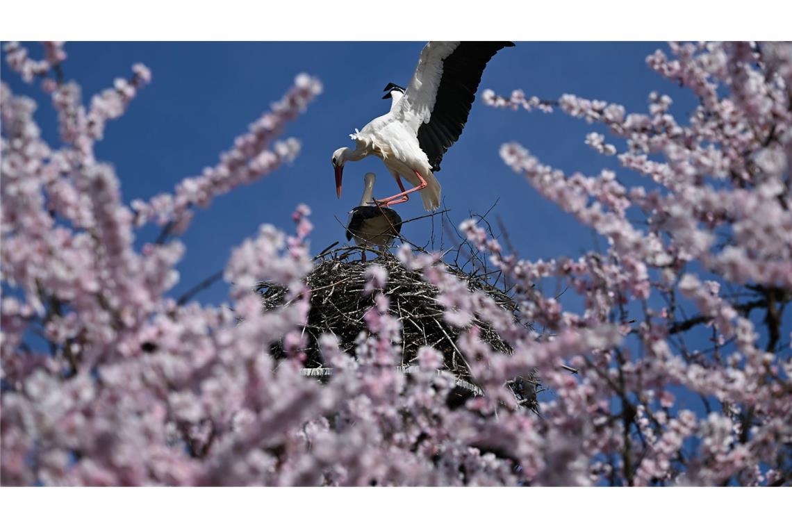 Bilder des Tages Ein Storchenpärchen in einem Nest hinter einem blühenden Mandelbaum in Bensheim zeigt Frühlingsgefühle.