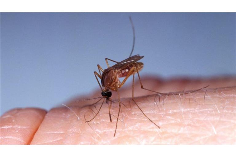 Ein Südliche Hausmücke (culex quinquefasciatus) hat es sich auf einem menschlichen Finger gemütlich gemacht und versucht Blut abzuzapfen.