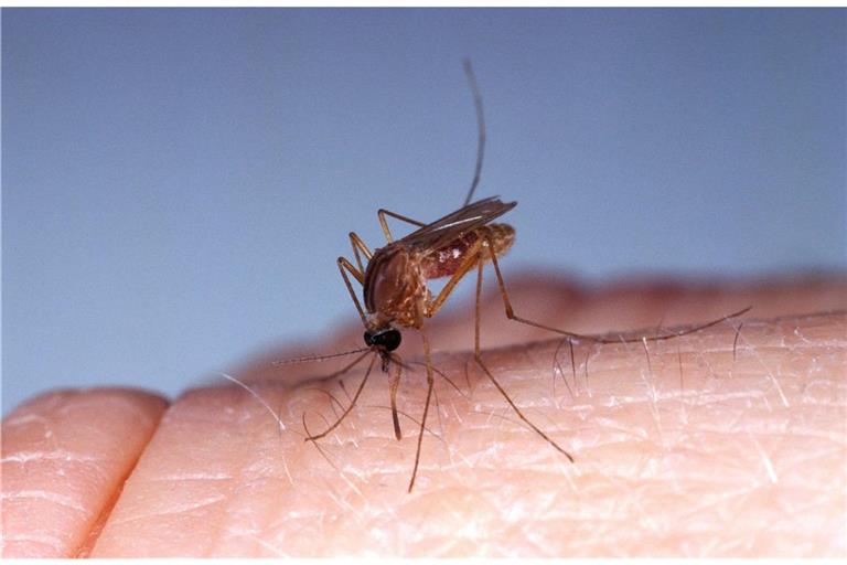Ein Südliche Hausmücke (culex quinquefasciatus) hat es sich auf einem menschlichen Finger gemütlich gemacht und versucht Blut abzuzapfen.