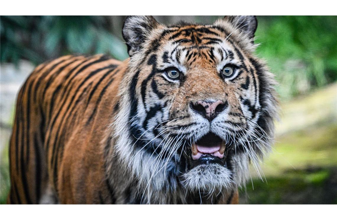 Ein Sumatra-Tiger im Zoo.