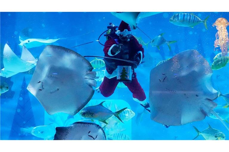 Ein Taucher im Weihnachtsmannkostüm füttert Fische im Coex Aquarium im südkoreanischen Seoul.