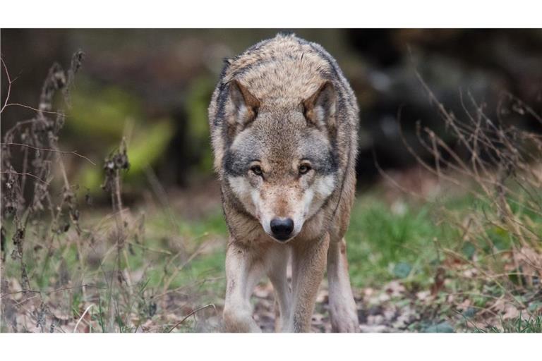 Ein Team professioneller Jäger sucht seit zwei Wochen das Revier eines Wolfs im Nordschwarzwald ab. (Symbolbild)