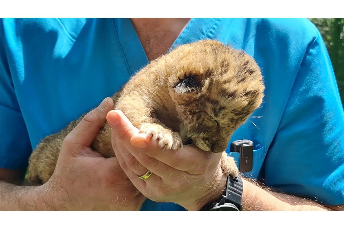 Hybrid aus Löwe und Tiger: Liger in rumänischem Zoo geboren Ein Tierarzt hält das Liger-Baby aus demZoo von Zaharesti, nahe der Stadt Suceava, im Nordosten Rumäniens. Es wurde Mitte Mai geboren.