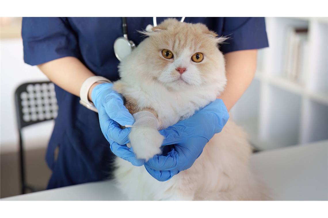 Ein Tierarzt hält die Pfote einer Katze zur Behandlung.
