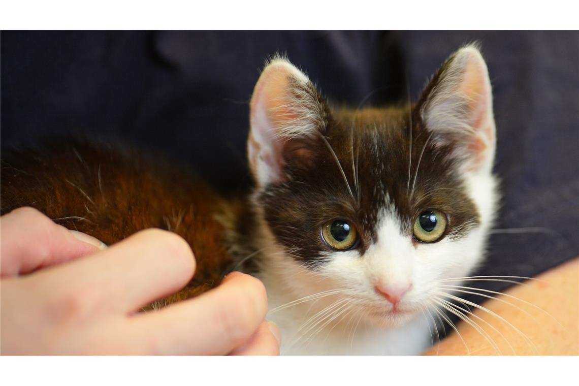 Ein Tierheim sucht ehrenamtliche, die mit seinen Schützlingen schmusen. (Symbolbild)