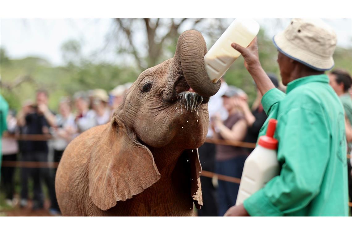 Ein Tierpfleger füttert einen Elefanten im Elefantenwaisenhaus in Nairobi.